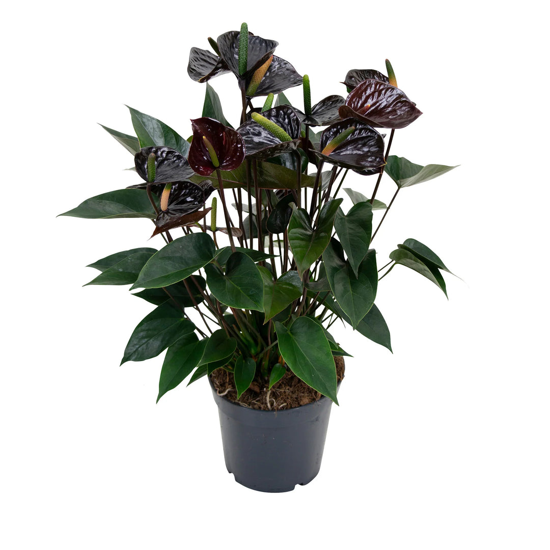 Black Anthurium Flower Seeds for Planting, 100 pcs