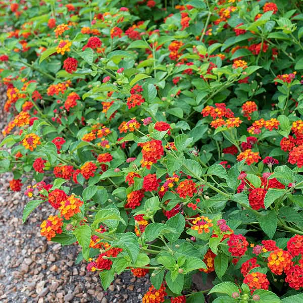 lantana flower flower seeds