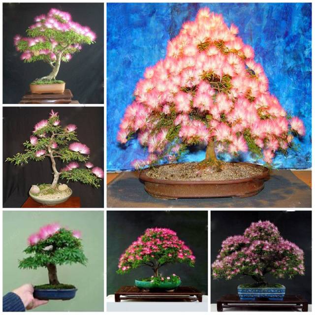 Fresh Albizia Flower Seeds for Planting, Mixed Colour 100 pcs