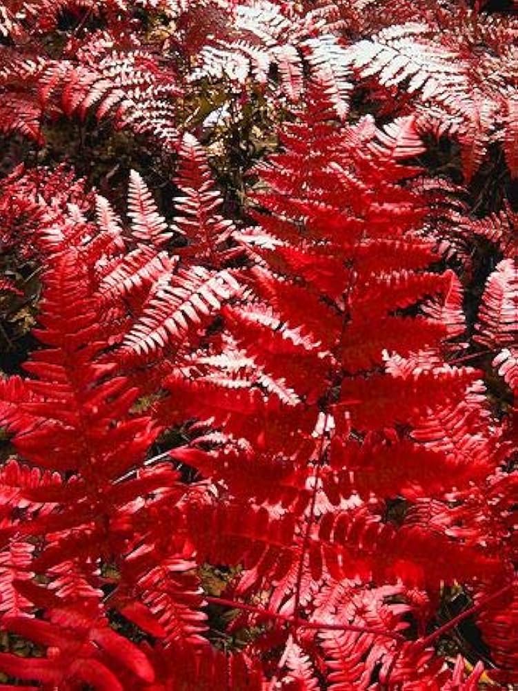 Rød Bregne Pteridophyta Plantefrø til udplantning 100 stk