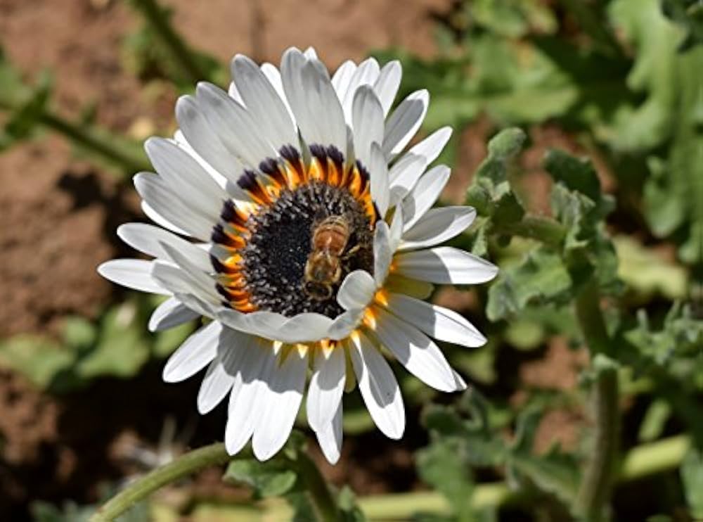 white venidium flower seeds