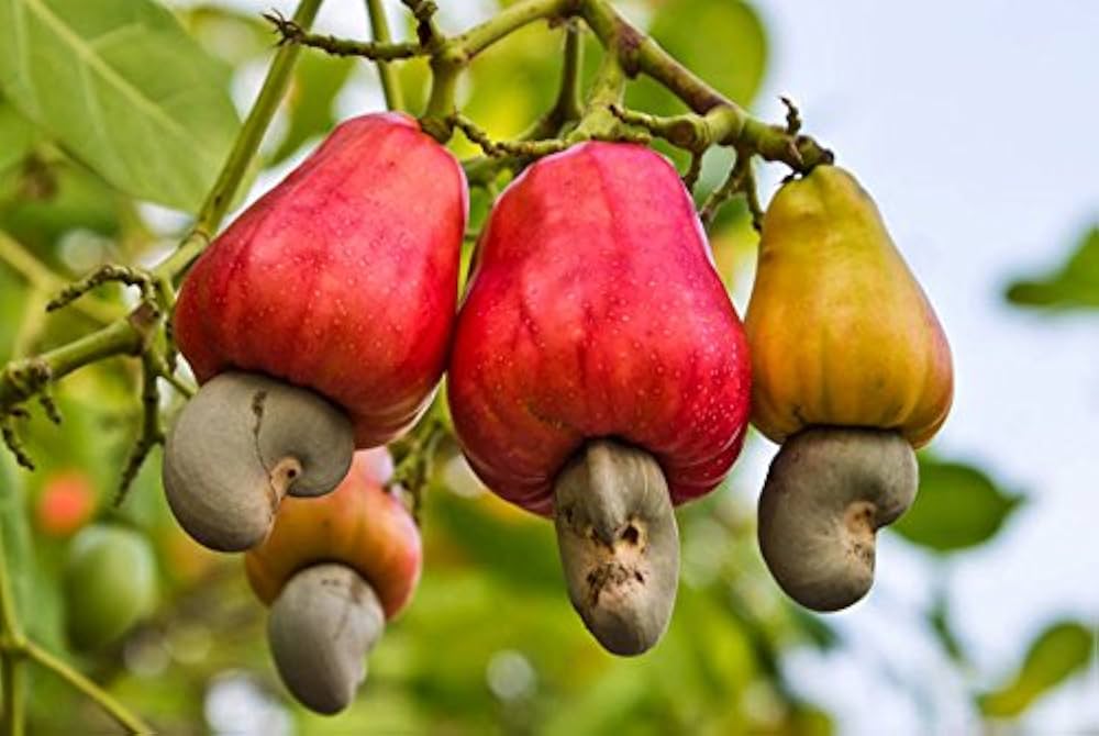 Cashew Nut Fruit Seeds - Grow Nutritious and Tasty Cashews in Your Garden  100 pcs