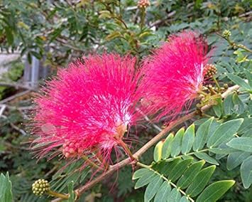 Flower Seeds, Seeds for Planting, Plant Seeds