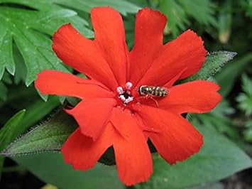red orange flower seeds