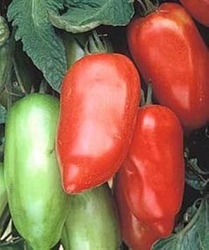 Heirloom Mixed Tomato Seeds for Planting