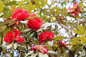 Flower Seeds, Seeds for Planting, Plant Seeds