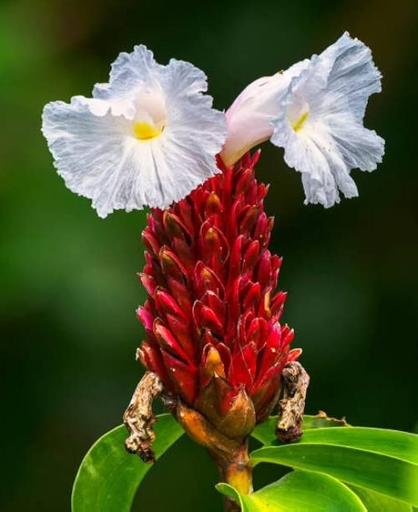 Heirloom Non-GMO Costus Flower Seeds for Planting – Tropical Ornamental Blooms