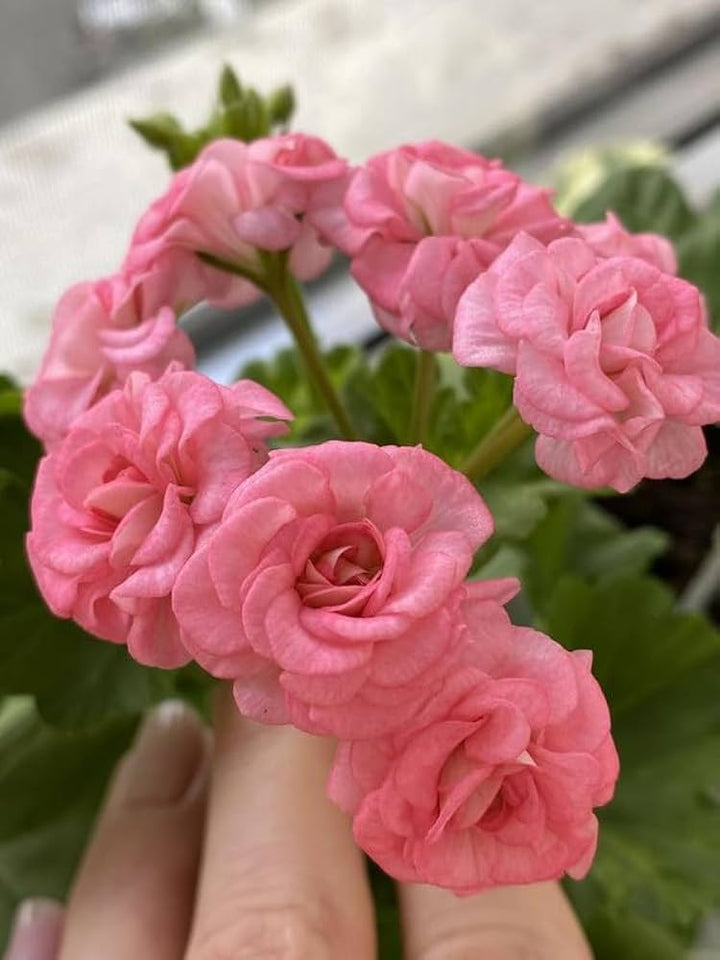 Geranium Pelargonium Blomsterfrø Fersken til udplantning - 100 stk