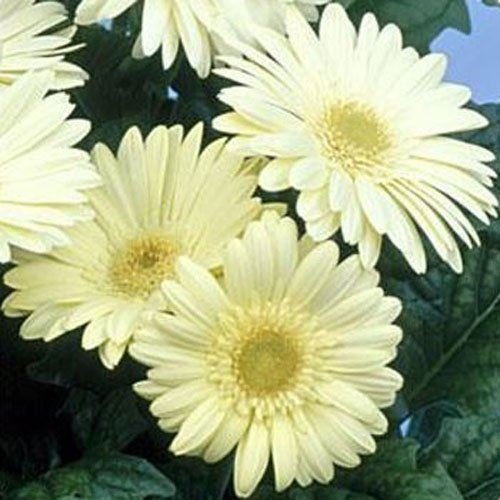 White Gerbera Vanilla Flower Seeds for Planting 100 pcs