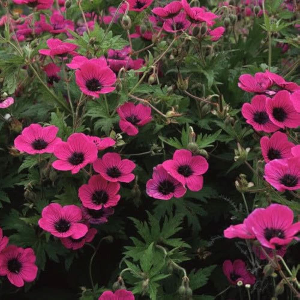 geranium psilostemon flower seeds
