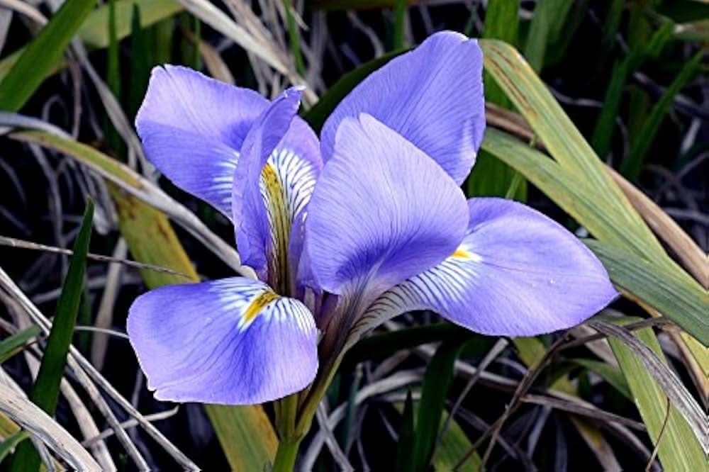 black iris flower seeds