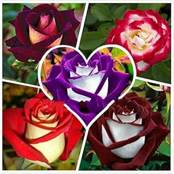 Flower Seeds, Seeds for Planting, Plant Seeds