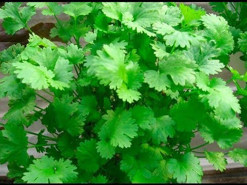 Coriander Seeds for Planting – Heirloom, Non-GMO, High Germination Culinary Herb Seeds for Home Garden