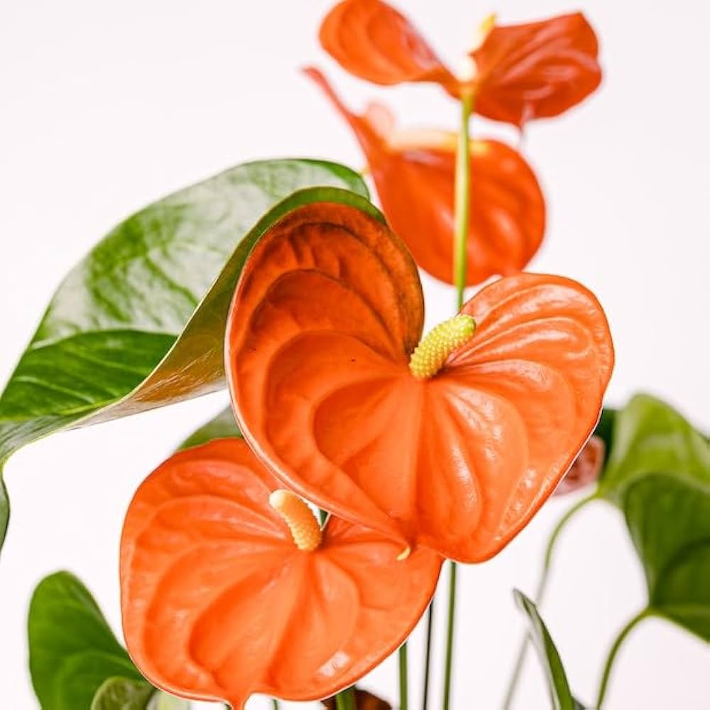 anthurium orange ovando Anthurium Dark Orange Flower Seeds – Heirloom, Non-GMO, High Germination Organic Garden Seeds for Planting Exotic Indoor Blooms
