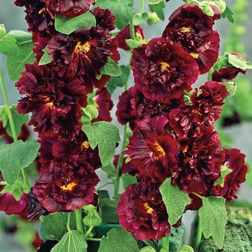 Fresh Althaea Rosea Flower Seeds for Planting, Dark Brown 100 pcs