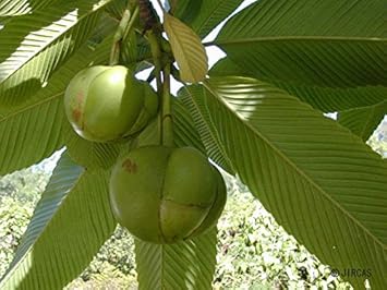 Flower Seeds, Seeds for Planting, Plant Seeds