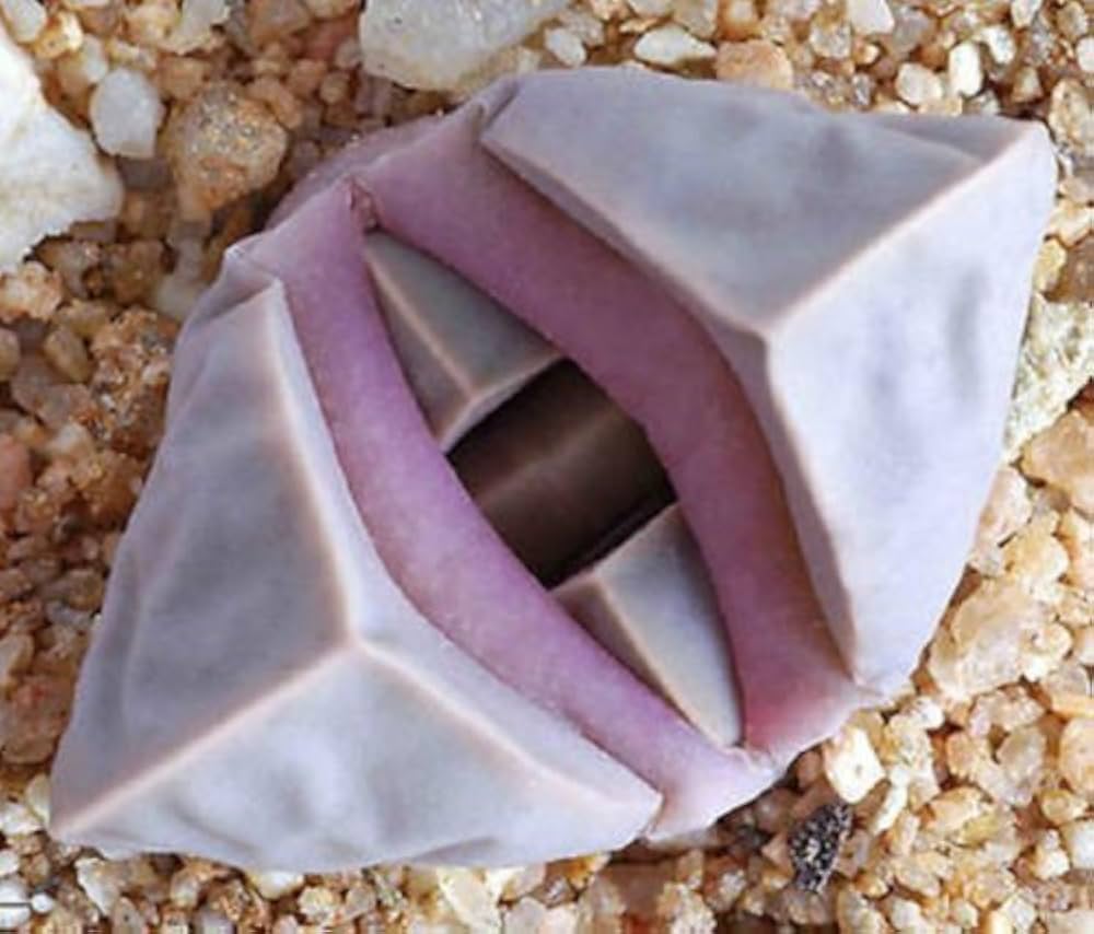 lapidaria margaretae flower seeds