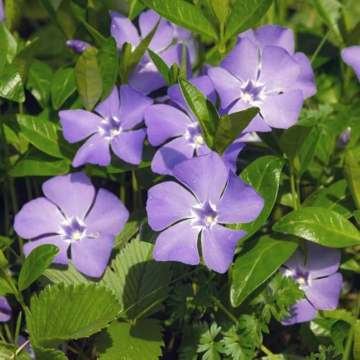 Periwinkle Vinca Violet Flower Seeds for Planting - 100 pcs