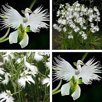 white japanese flower seeds