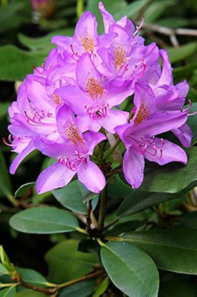 azalea rhododendron flower seeds