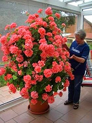 Red Climbing Geranium Flower Seeds for Planting 100 pcs