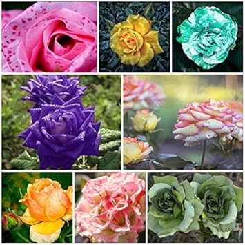 Flower Seeds, Seeds for Planting, Plant Seeds