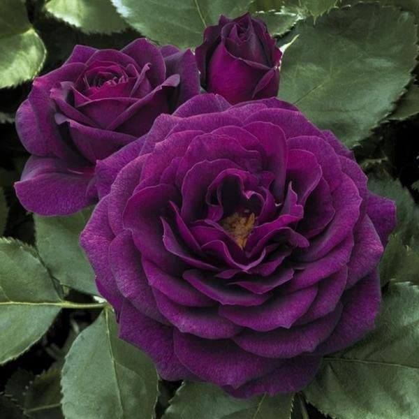 Rose Flower Seeds for Planting Dark Violet 100 pcs