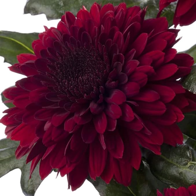 Maroon Red Chrysanthemum Flower Seeds – Heirloom Non-GMO Blooms for Elegant Autumn Gardens