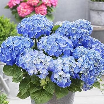 blue sky flower seeds