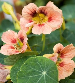 Flower Seeds, Seeds for Planting, Plant Seeds