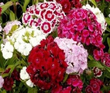 mixed barbatus flower seeds