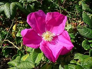 rugosa flower flower seeds