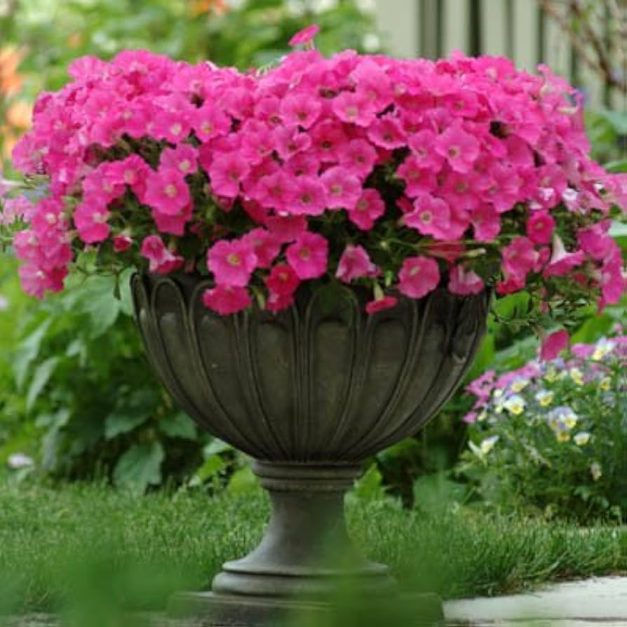 shock wave flower seeds