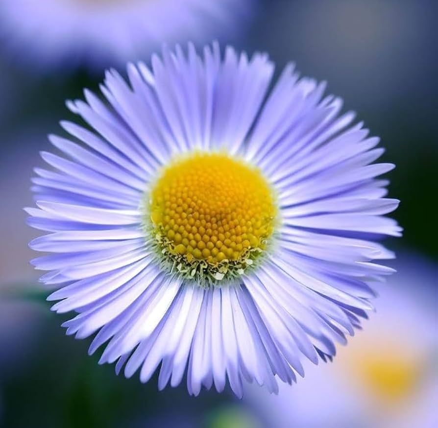 erigeron showy flower seeds