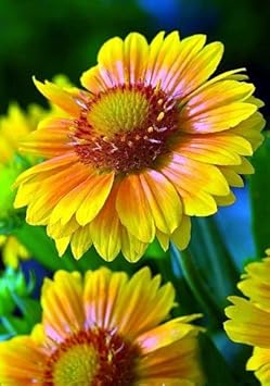 yellow gaillardia flower seeds