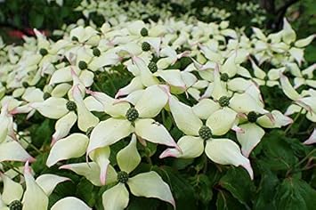 Flower Seeds, Seeds for Planting, Plant Seeds