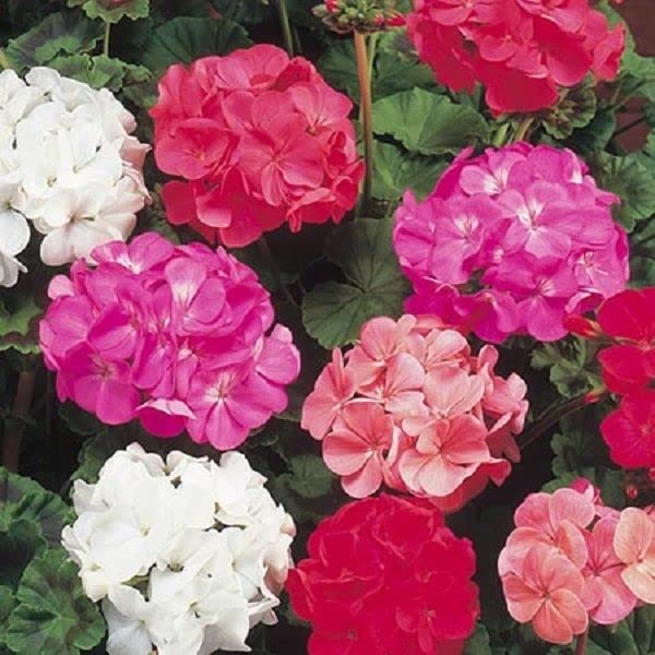 Geraniums Flower Seeds for Planting - 100 pcs