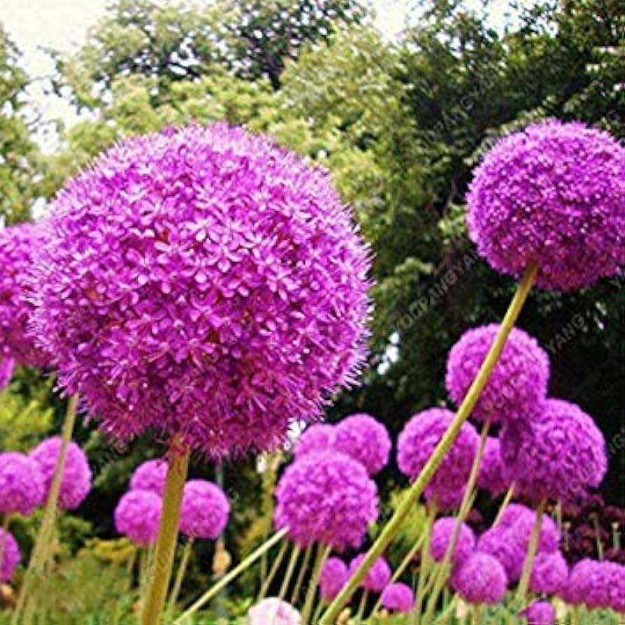 purple giant flower seeds