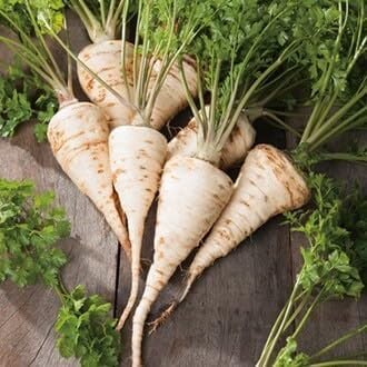 Hamburg Parsley Vegetable Seeds for Planting
