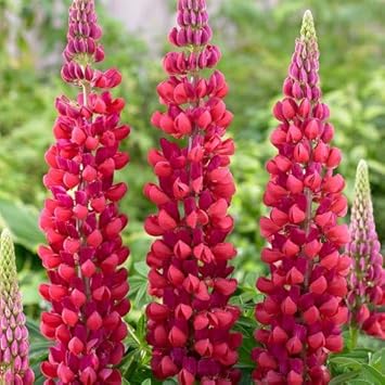 Flower Seeds, Seeds for Planting, Plant Seeds