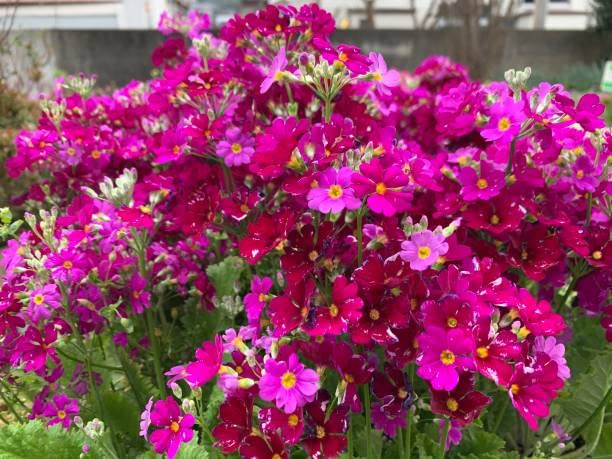 Heirloom Non-GMO Primula Malacoides Flower Seeds for Planting – Colorful Blooming Annuals