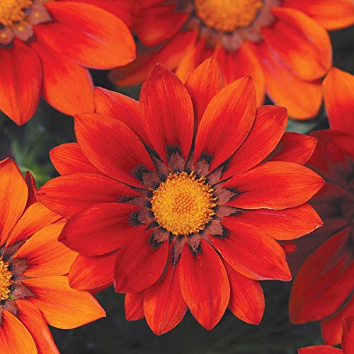 Gazania Flower Seeds for Planting - Dark Red 100 pcs