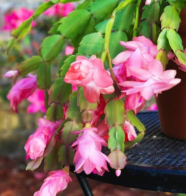 Hvid Pink Zygocactus Truncatus blomsterfrø til plantning - 100 stk