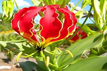 red gloriosa flower seeds