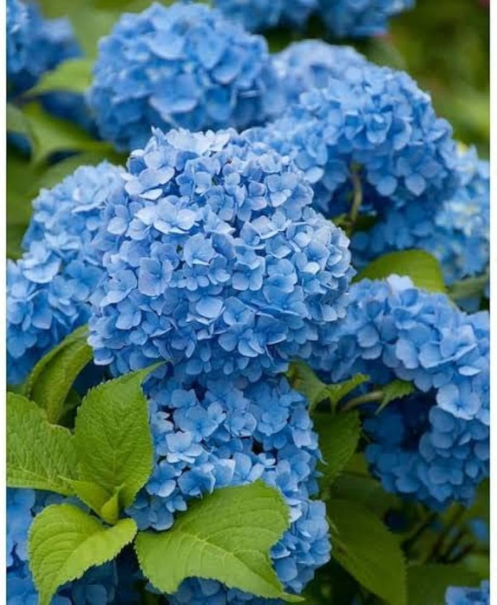 Rhododendron Sea Blue Flower Seeds for Planting 100 pcs