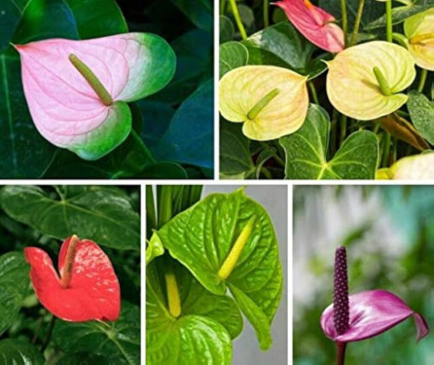 Anthurium Blandede Blomsterfrø til Plantning 100 stk