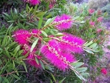 pink callistemon flower seeds