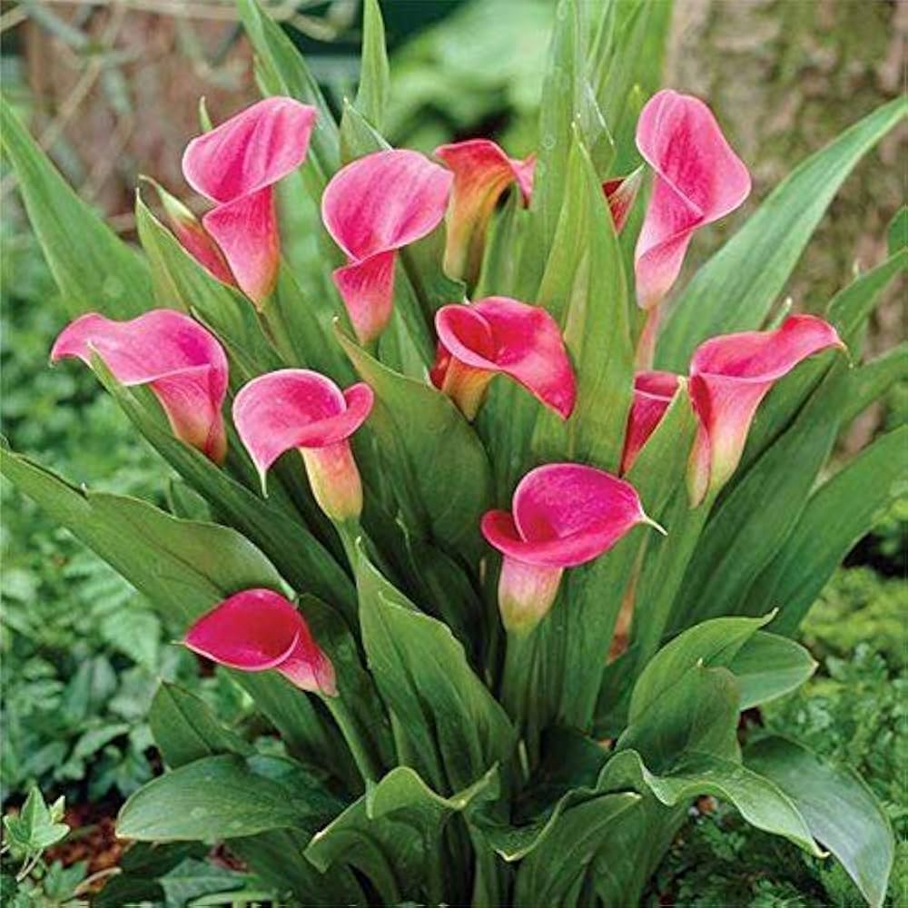calla lily flower seeds