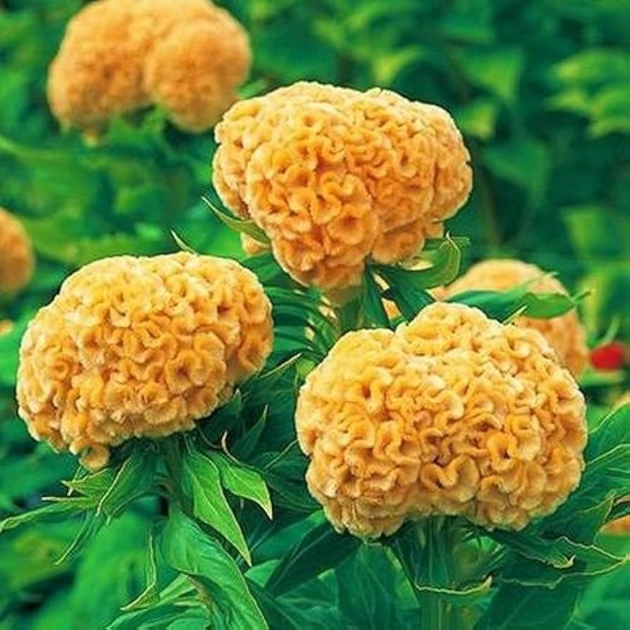 yellow cockscomb flower seeds