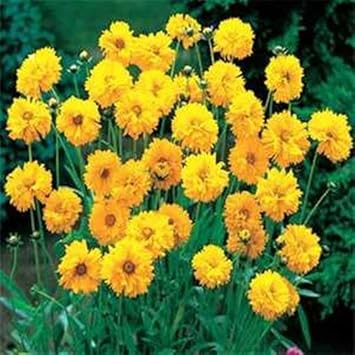 yellow coreopsis flower seeds